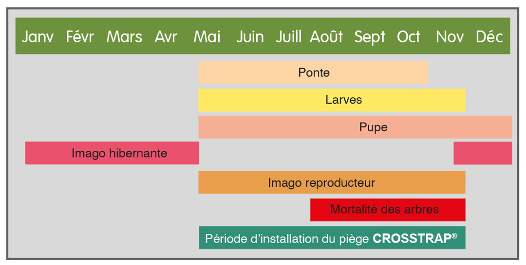 Fenología del Orthothomicus