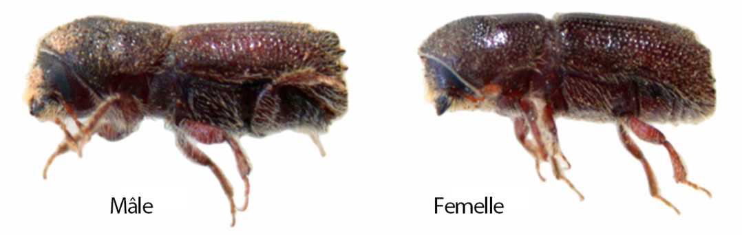 Escarabajo Perforador macho y hembra